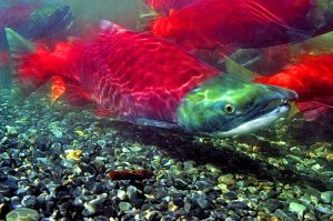 sockeye_2